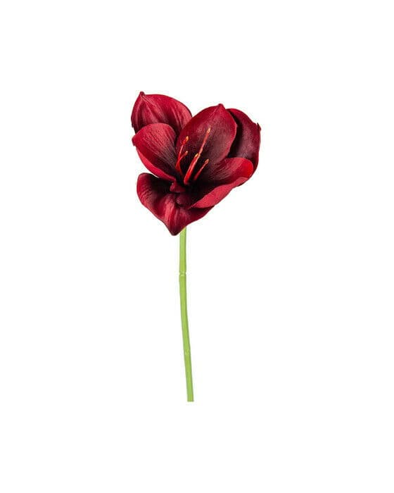 Amaryllis snittblomst burgundy