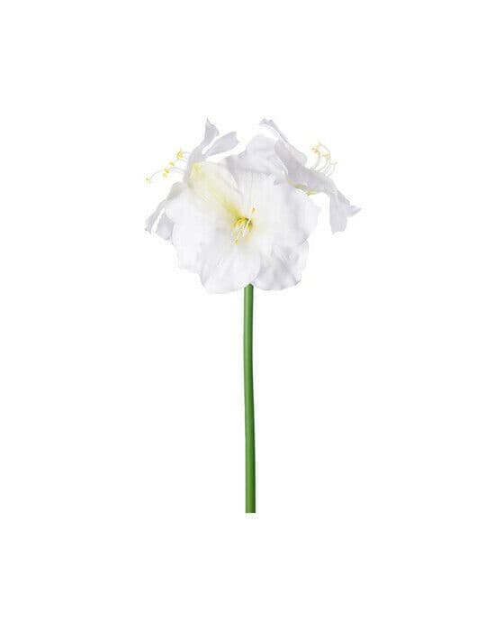 Amaryllis snittblomst cream