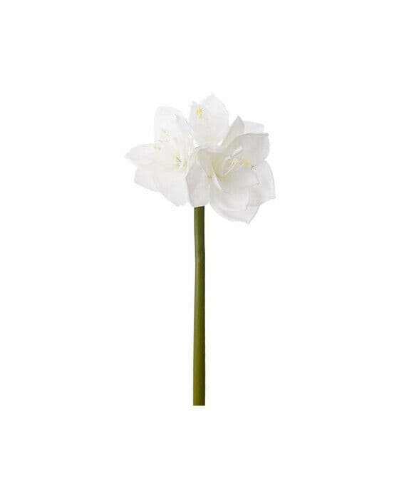 Amaryllis snittblomst hvit