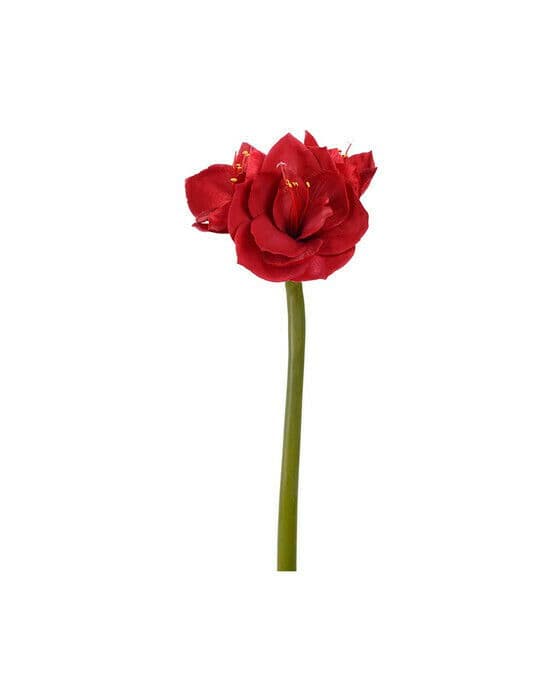 Amaryllis snittblomst rød