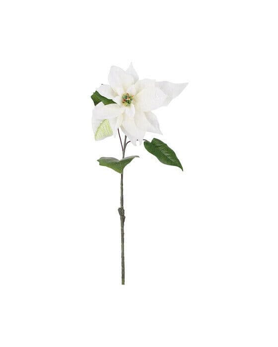 Julestjerne snittblomst hvit