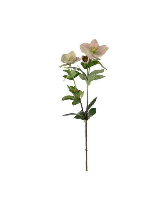 Julerose snittblomst rosa