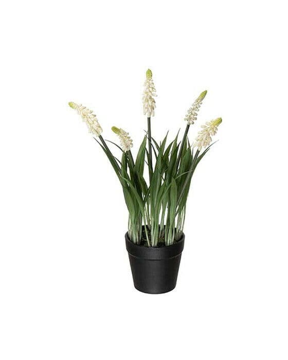 Perleblomst potteplante hvit