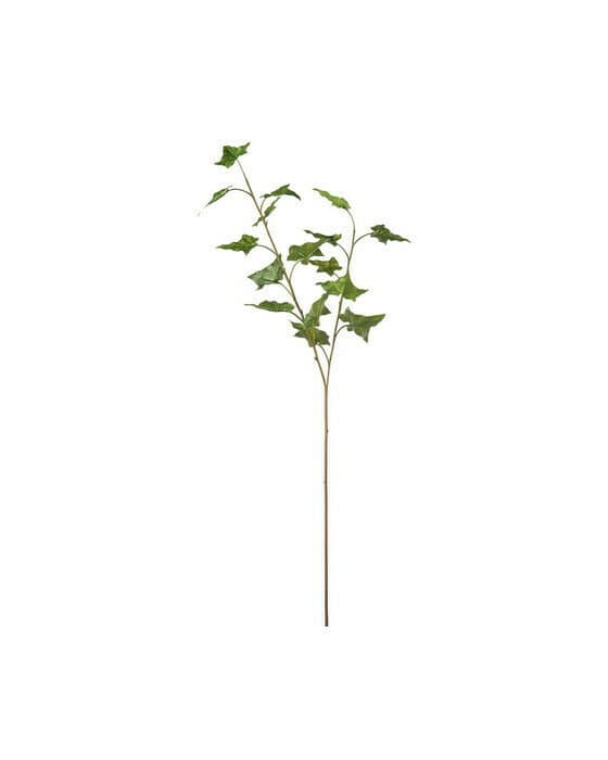 Eføy snittblomst