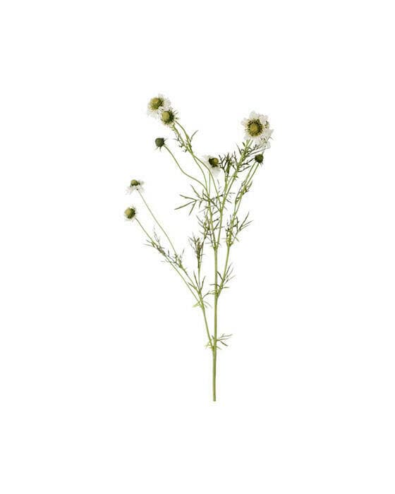 Scabiosa snittblomst hvit