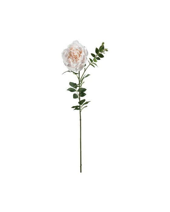 Rose snittblomst fersken