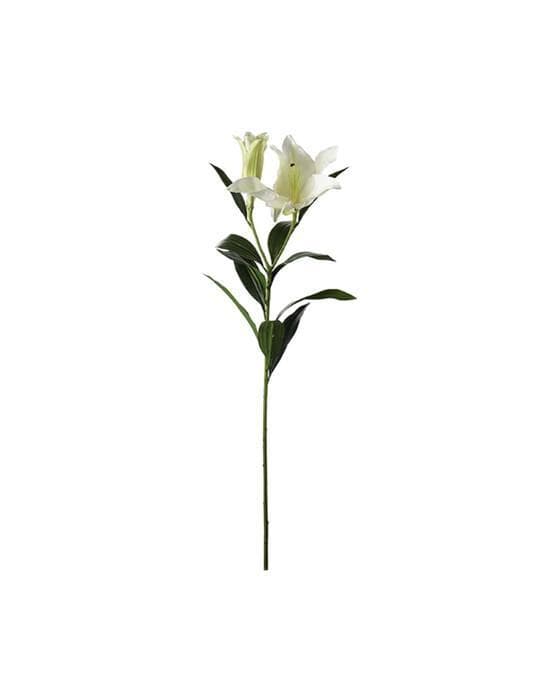 Lilje snittblomst krem