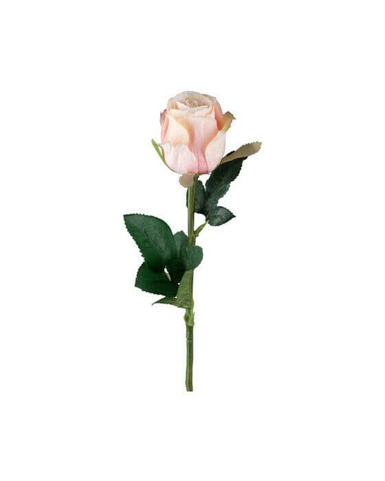 Rose snittblomst lyserosa