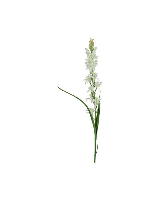 Tuberosa snittblomst hvit