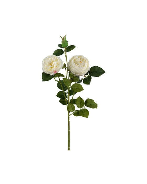 Rose snittblomst hvit