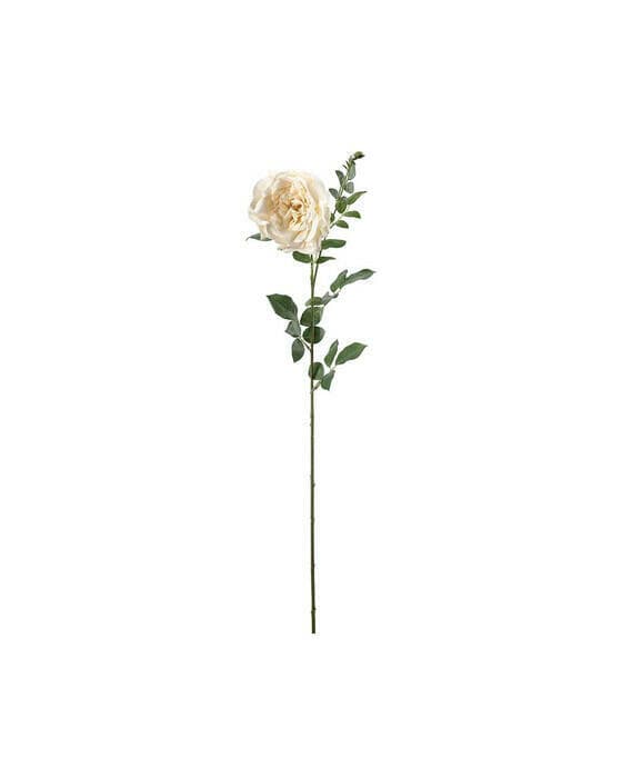 Rose snittblomst krem