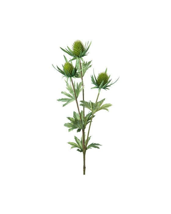 Tistel snittblomst grønn