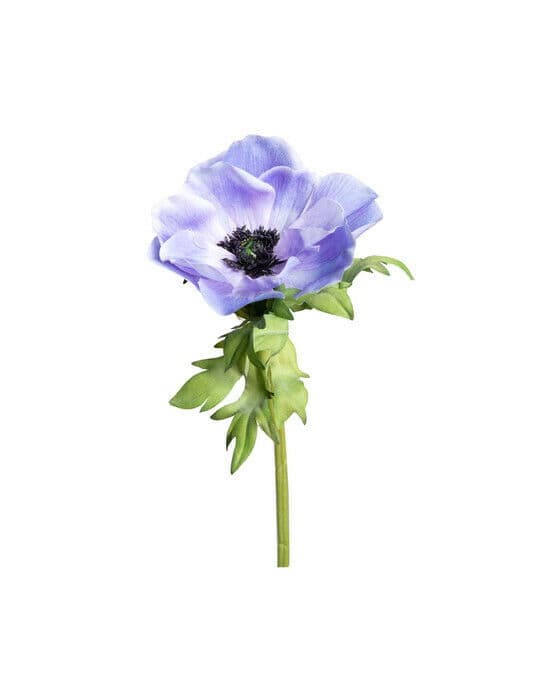 Anemone snittblomst blå