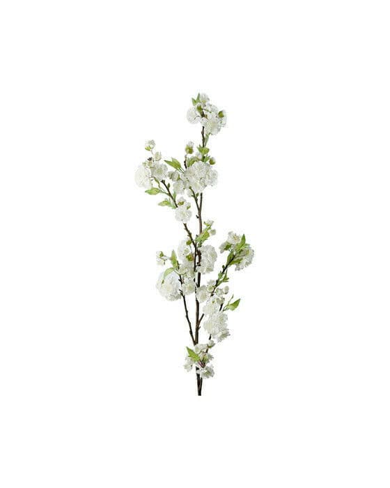 Kirsebær snittblomst hvit