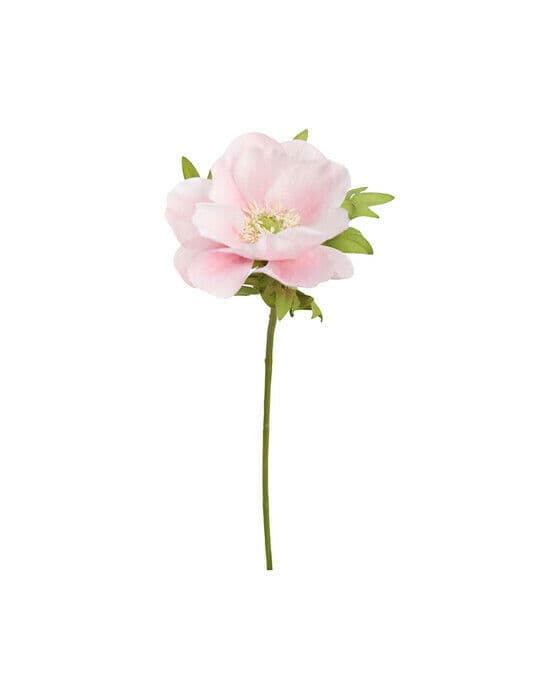 Anemone snittblomst lysrosa