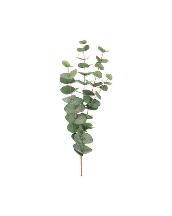 Eukalyptus snittblomst grønn