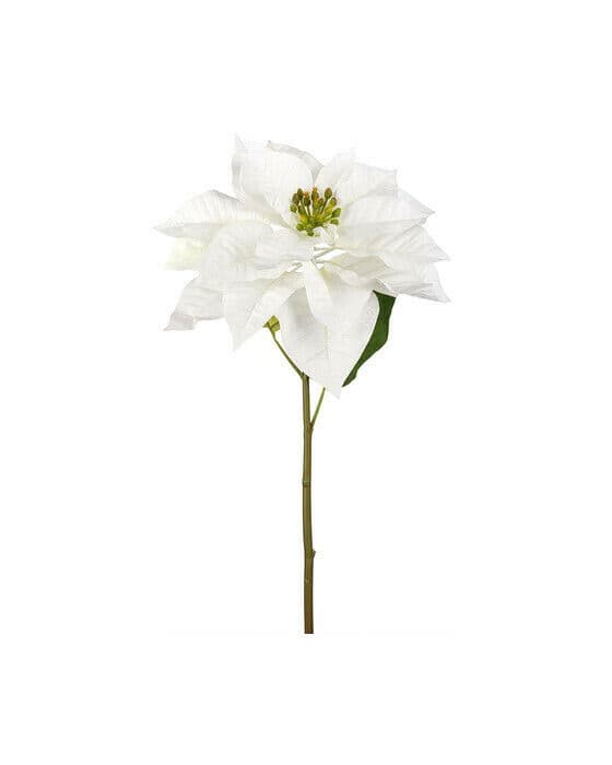 Julestjerne snittblomst hvit