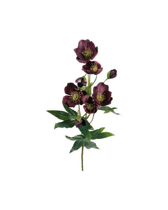 Julerose snittblomst vinrød
