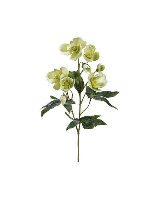 Julerose snittblomst grønn
