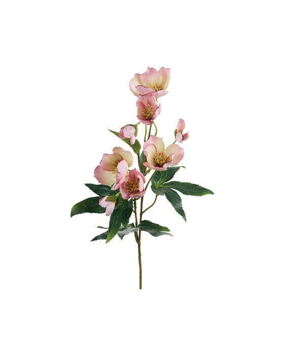 Julerose snittblomst rosa