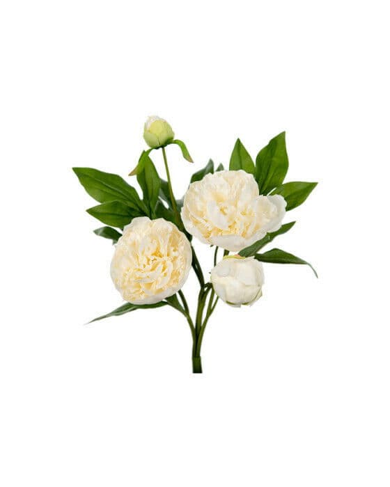 Peon snittblomst hvit