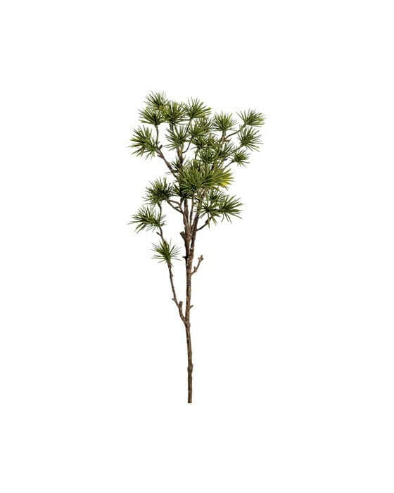 Larch Branch Green