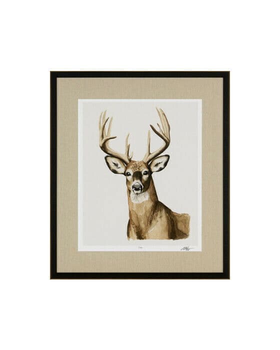 Handsome Whitetail I