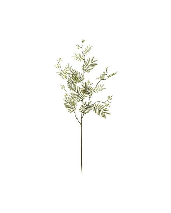Mimosa gren snittblomst grønn