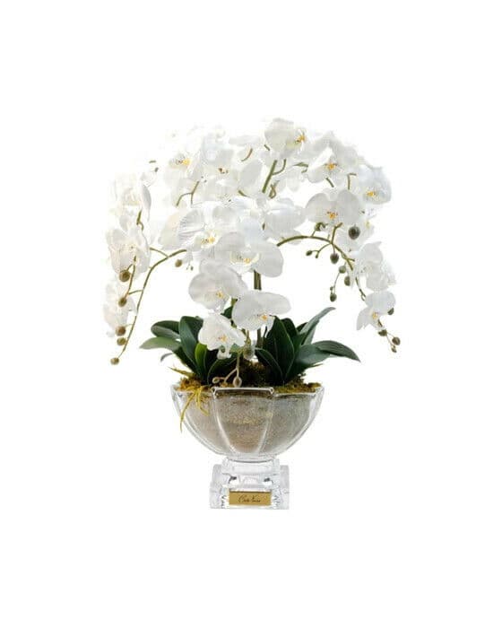 Orchidée Grandeur Gift Set