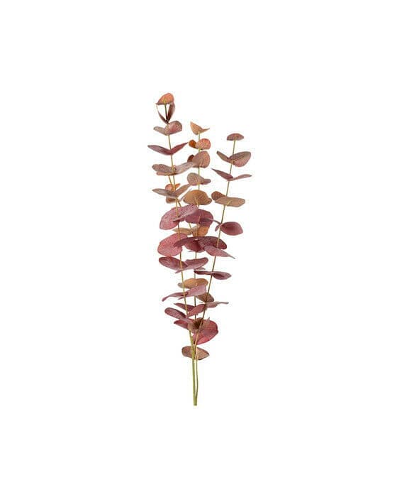 Eukalyptus snittblomst rød