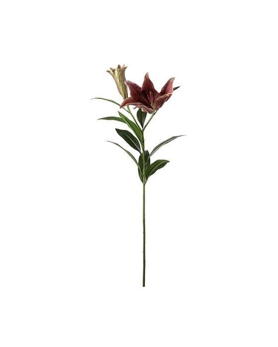 Lilje snittblomst vinrød