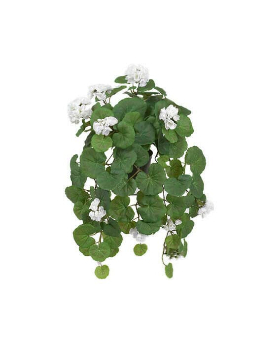 Hengende pelargon potteplante hvit