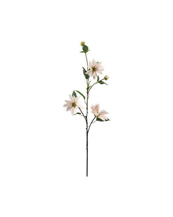 Klematis snittblomst lysrosa
