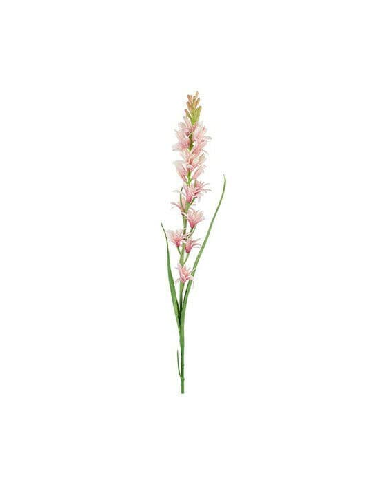 Tuberosa snittblomst rosa