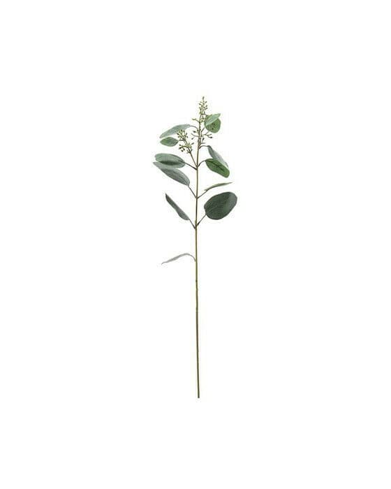 Eukalyptus snittblomst