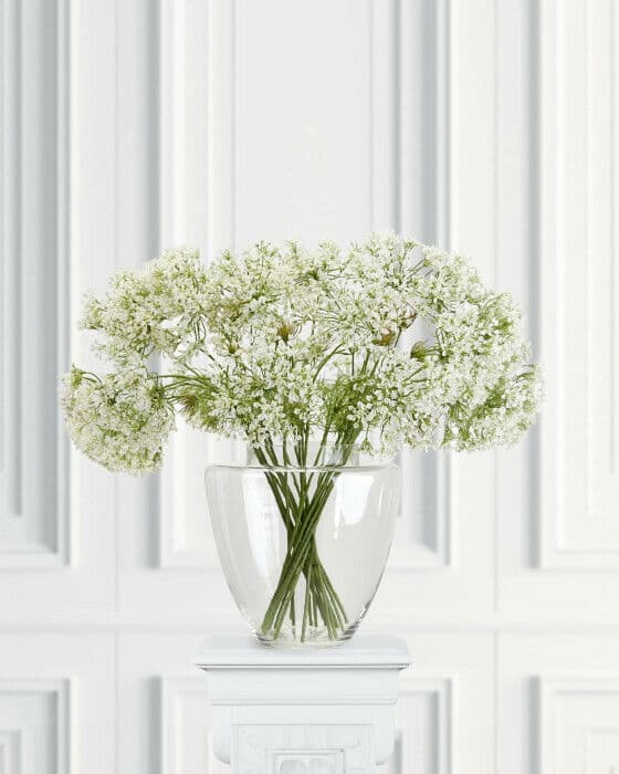 Allium snittblomst hvit