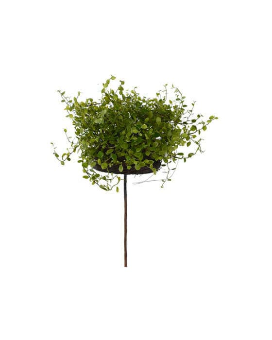 Muehlenbeckia potteplante grønn