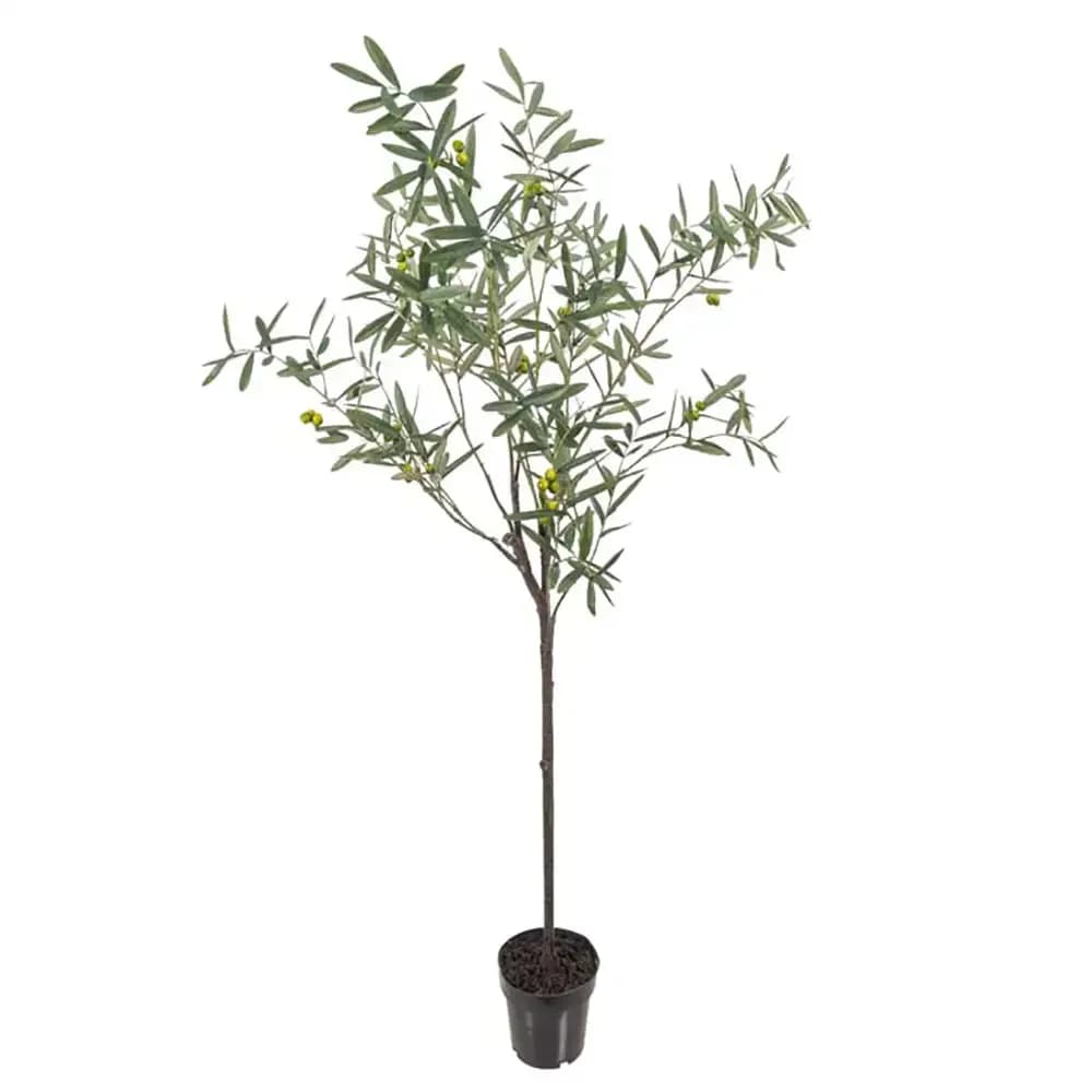 Mr Plant, Oliventre 170 cm