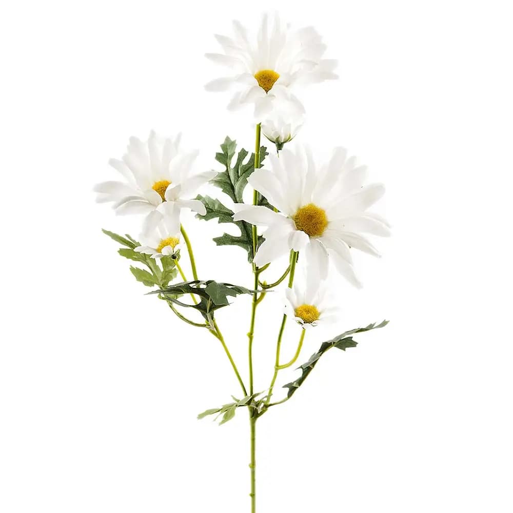 Mr Plant, Tusenfryd snittblomst 50 cm hvit