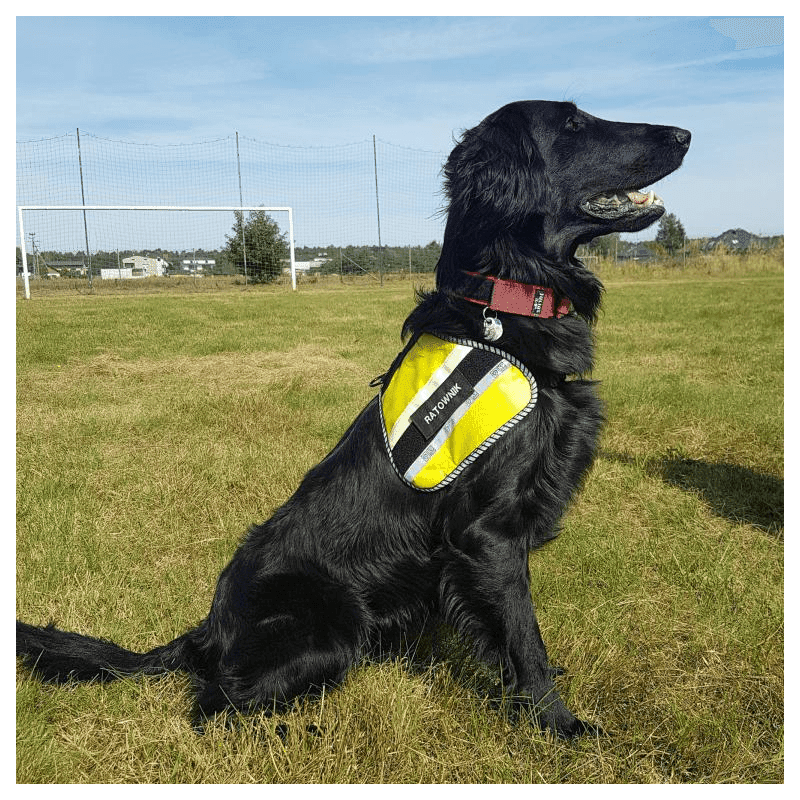 K9 Thorn Hi-Vis MOLLE Harness for Dog (Color: Red, Size: Large)